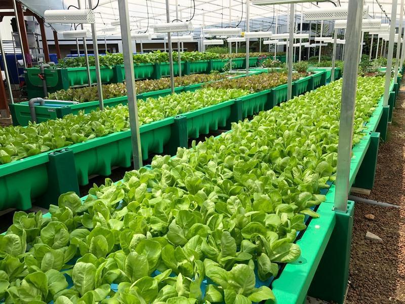Organic Farming Company Investment Opportunity in Bangkok, Thailand