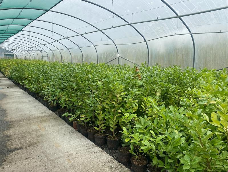 Profitable Commercial Nurseries Company for Sale in Galway, Ireland