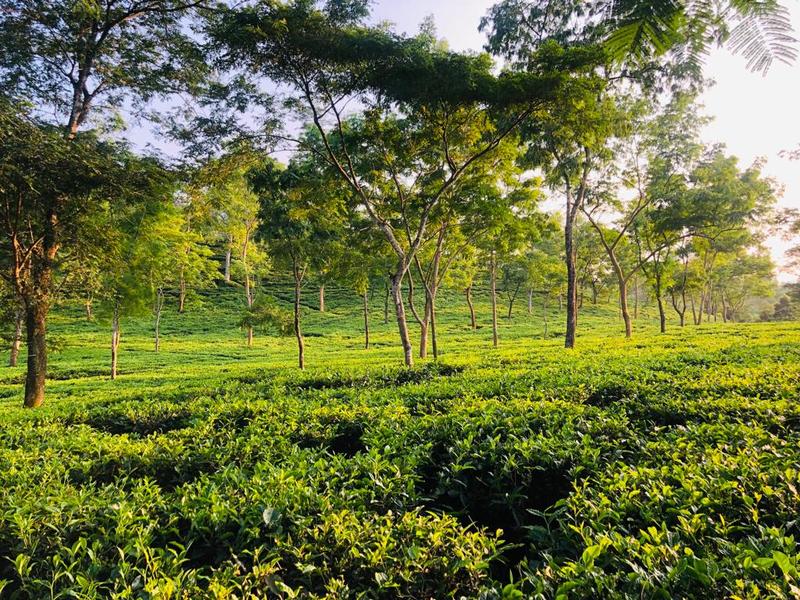 Newly Established Coffee Estate Seeking Loan in Dibrugarh, India