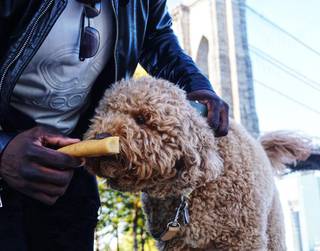 Durham based company offers high-quality and premium dog chews made from yak & cow milk.