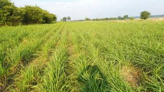 For Sale: Lemongrass cultivation and onsite distillation of lemongrass essential oil supplying to 5-6 exporters.