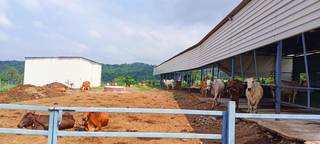For-sale: State-of-the-art dairy farm with own brand, 500+ clients, 120 animals, 3 retail outlets.