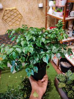 Indoor plant gardening showroom that receives 15+ customers daily is for sale in Kerala.