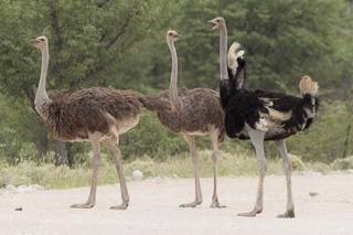Ostrich farm intending to be the leading ostrich ranch in Canada seeks investment.