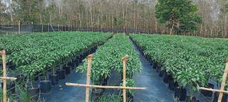 Farm cultivating fertigation crops such as chili gardens with 16 ton/year capacity seeks investment.
