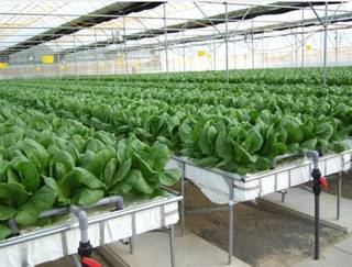 Looking to set up a hydroponic farm with a capacity to grow 80 tonnes annually.