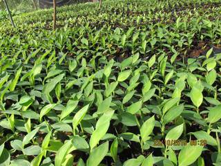 Profitable banana plantation business at Davao Region in Philippines, seeking Business Loan.
