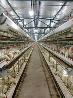 Established poultry of layer breeder farm that runs on auto-pilot mode with 30-acre land.