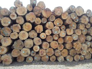 Timber importer and saw mill owner importing products from USA, Malaysia, Ukraine and New Zealand.
