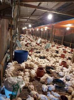 For sale: Poultry farm with a capacity of producing 42,000 kilos of meat monthly.