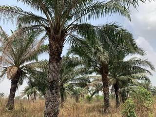 State-of-the-art oil palm plantation and production with a capacity of 100 tons/yr seeks investment.