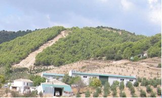 For Sale: 400 hectares of land producing 600,000 KGs of olives for distribution and export.