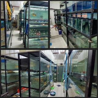 Aquaculture company having 16 varieties of trial and tested fish for sale seeks investment.