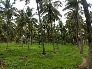 Seeking Partner: 30 acres of agricultural land in Quepem, South Goa for eco-tourism development.