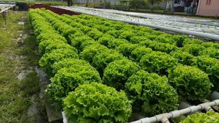 For Sale: Company supplying quality fresh produce and growing 4,000+ artesian lettuce per month.