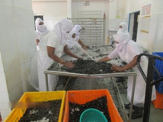 Processing and exporting of Japanese delicacy Shijimi Clams, with more than 10 clients.