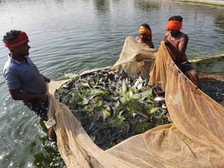 India's first live fish pouch transportation of consumable fish seeks investment for expansion.