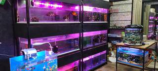 For Sale: Aquarium shop with all accessories and pet food that receives 10+ customers/day.