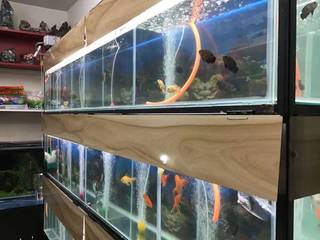 Bangalore-based aquarium company that provides aquariums and live fishes seeking funds for business expansion.
