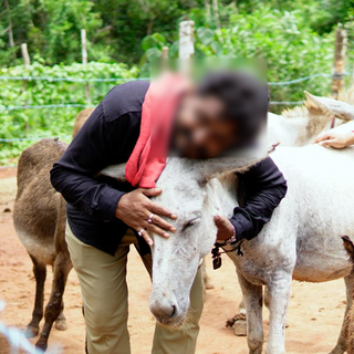 Agricultural business specializing in sheep, goat and poultry farming seeks investment for donkey animal husbandry.