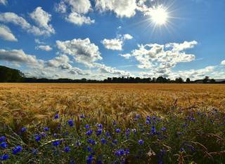 For Sale: 16,000 hectares diversified farmland portfolio based in various regions in Russia.