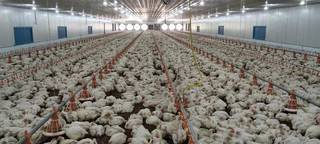 Invest in a developing integrated poultry (EC Shed) business with a Sheep & Goat farming.