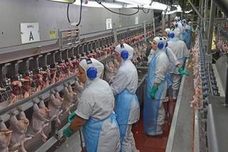 Poultry slaughterhouses with more than 33 years of experience in the market.