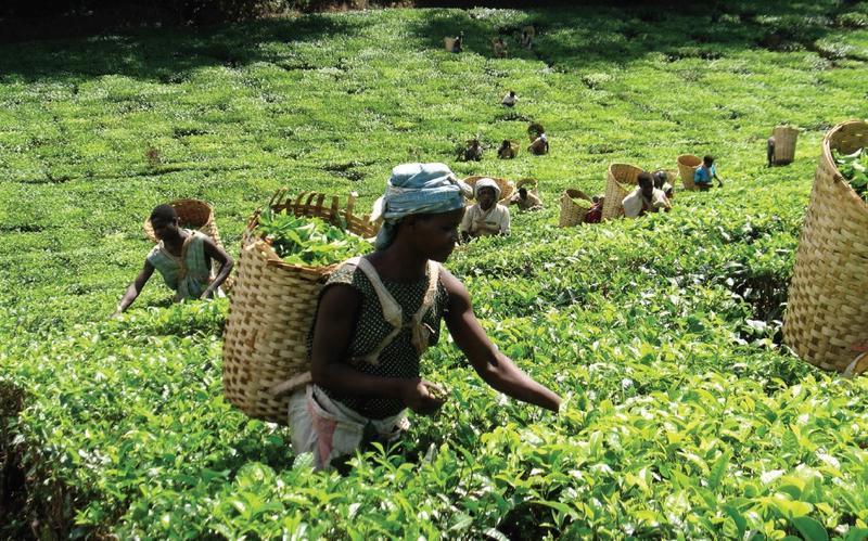 Coffee Estate Investment Opportunity in Mombasa, Kenya seeking USD 6