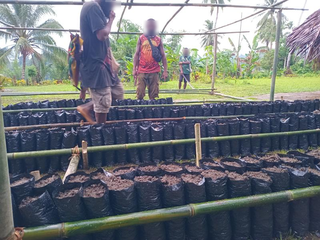 Cocoa plant and bean traders with 500+ clients and 5k+ suppliers seek funds to export.