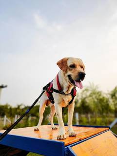 Looking for partnership in established and appealing locations for a dog park in Vadodara.