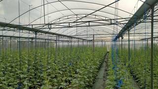 Premium and exotic hydroponic melon company with 4,000 kgs/week capacity seeks loan.