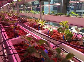 Vertical farming company with 2k kgs/month production capacity seeks funds for expansion.