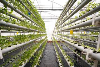 Company offering residue-free exotic vegetables through hydroponics farming, ensuring premium-quality: B2B, D2C, and retail customers.