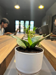 Seeking investment: IT company providing custom software development to 30+ B2B & B2G clients.